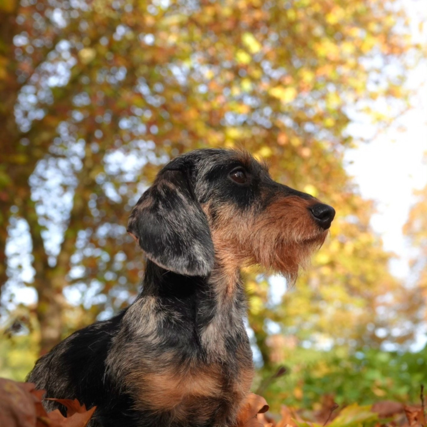 Viviane Roy d'Albion