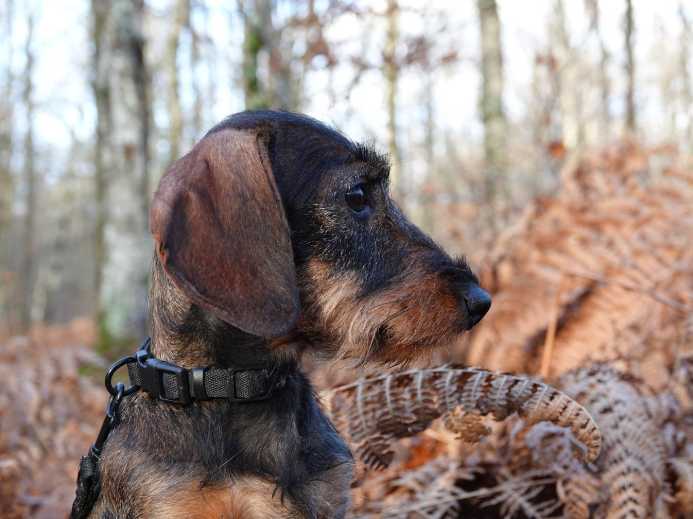 Morticia (Sans Affixe)