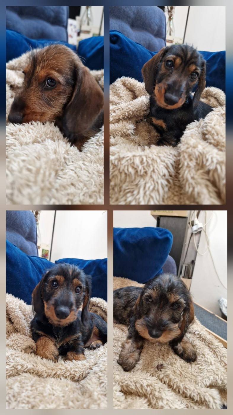 Chiots disponibles