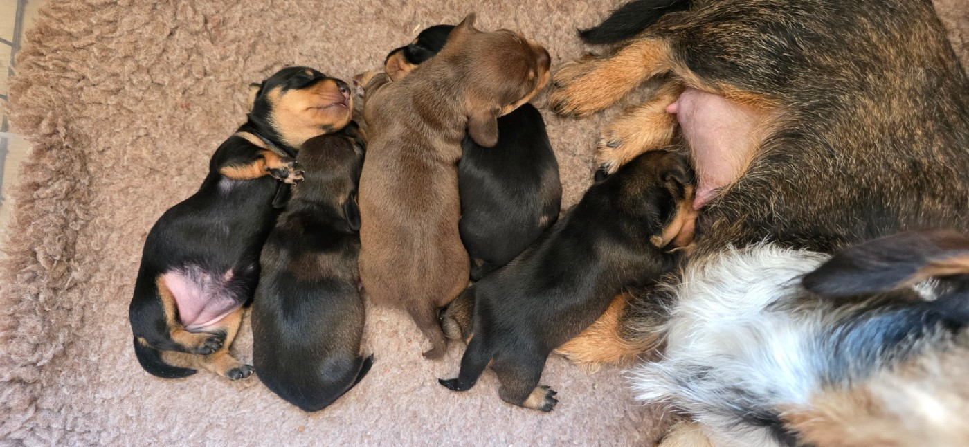 Cinq chiots poil dur disponibles