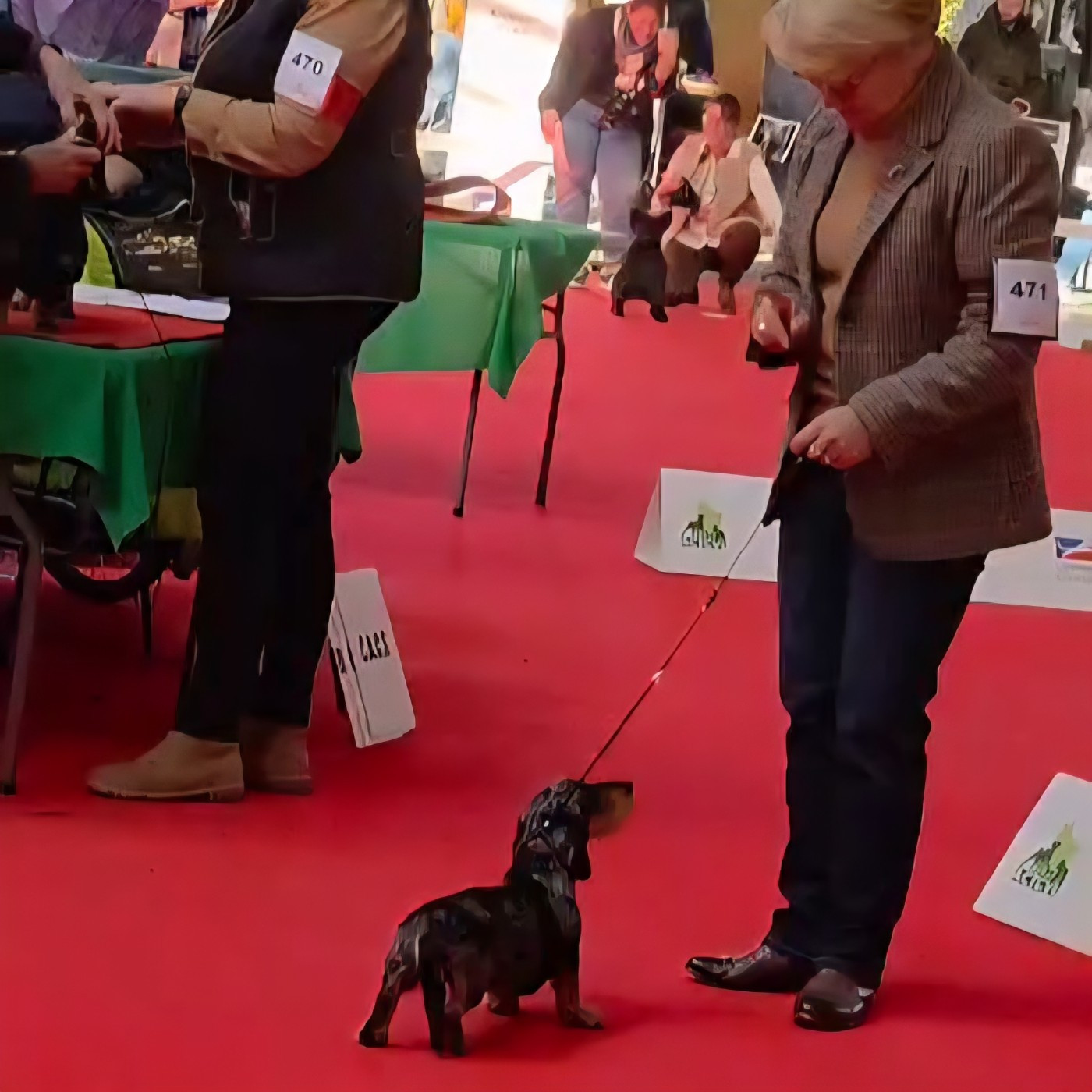 Nos teckels en expositions canines