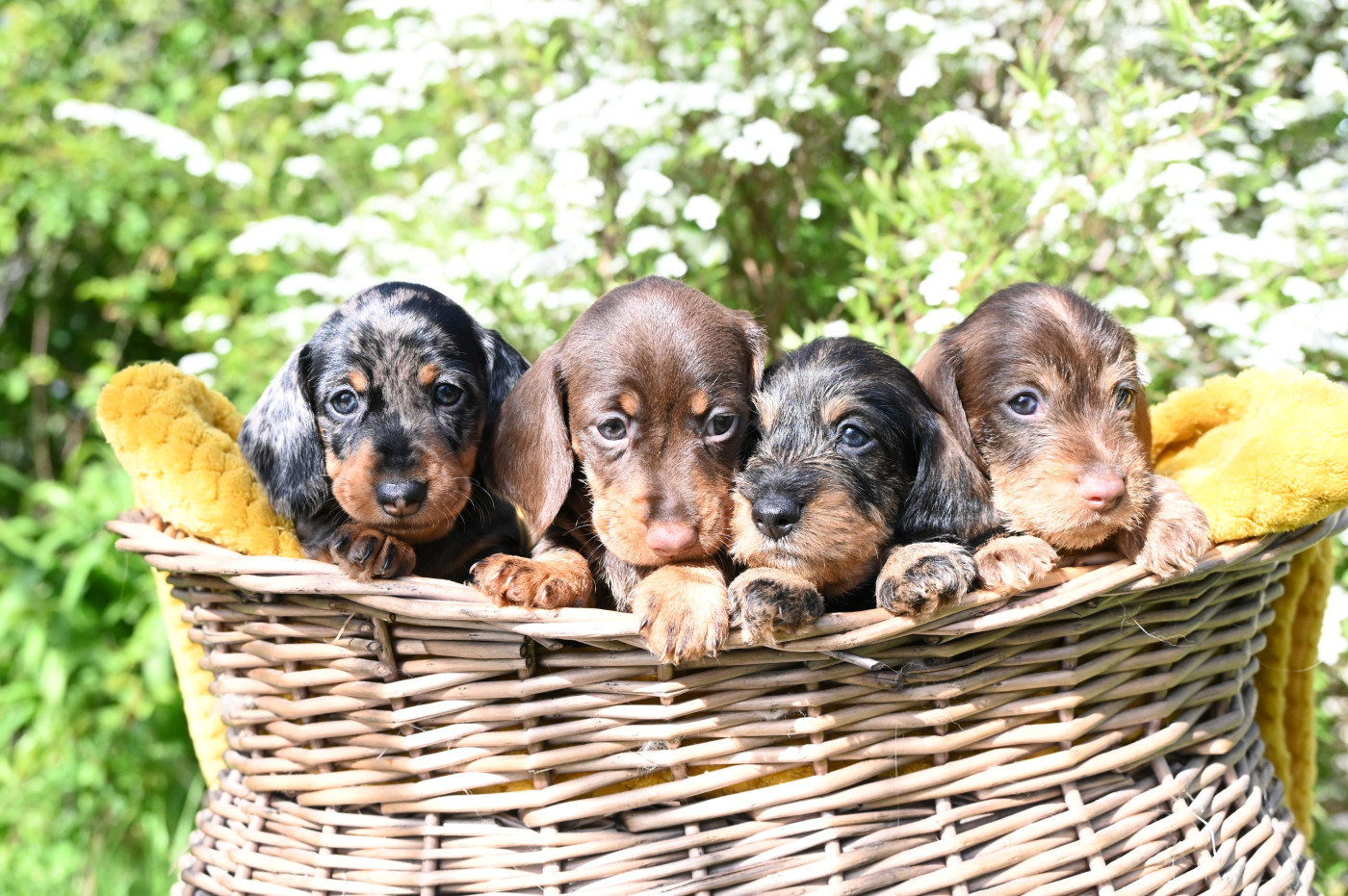 Chiot Teckel poil dur Roy d'Albion