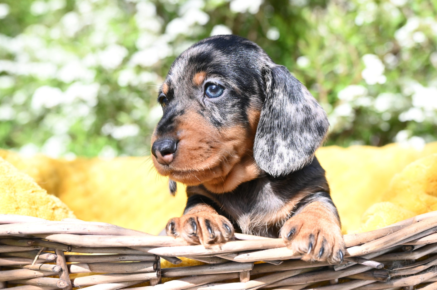 Roy d'Albion - Chiots disponibles - Teckel poil dur