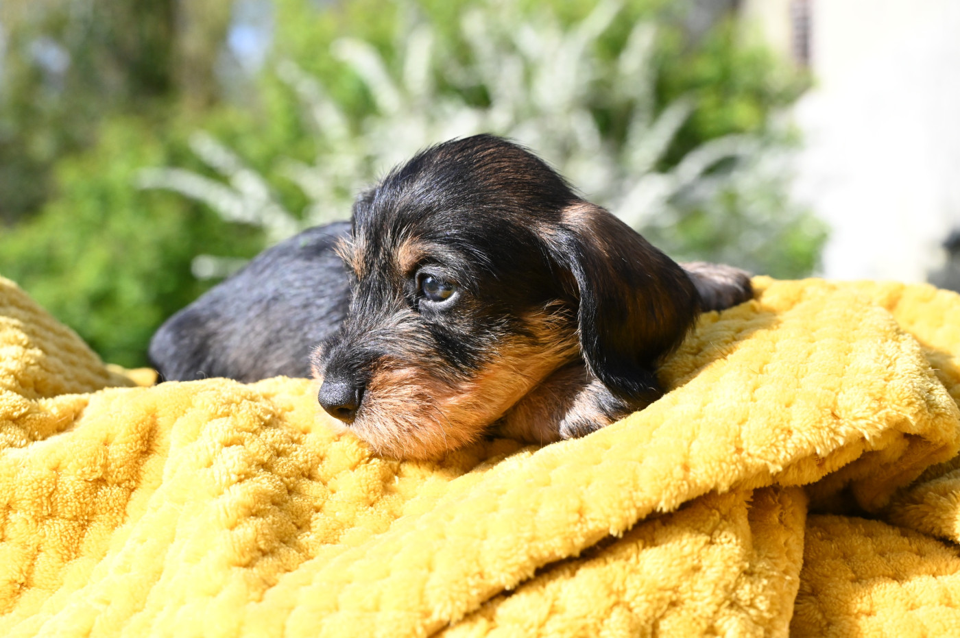 Roy d'Albion - Chiots disponibles - Teckel poil dur