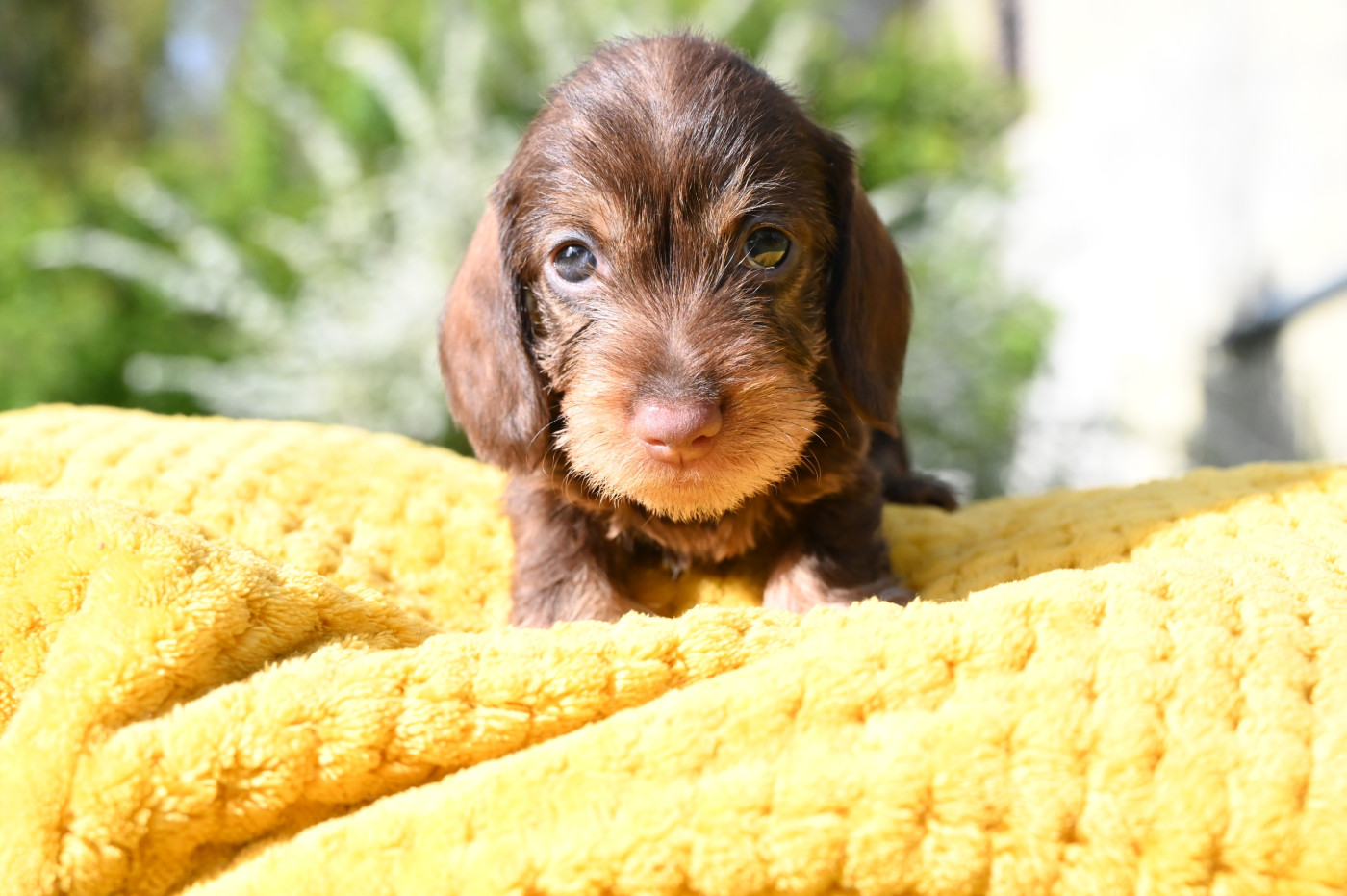 Roy d'Albion - Chiots disponibles - Teckel poil dur