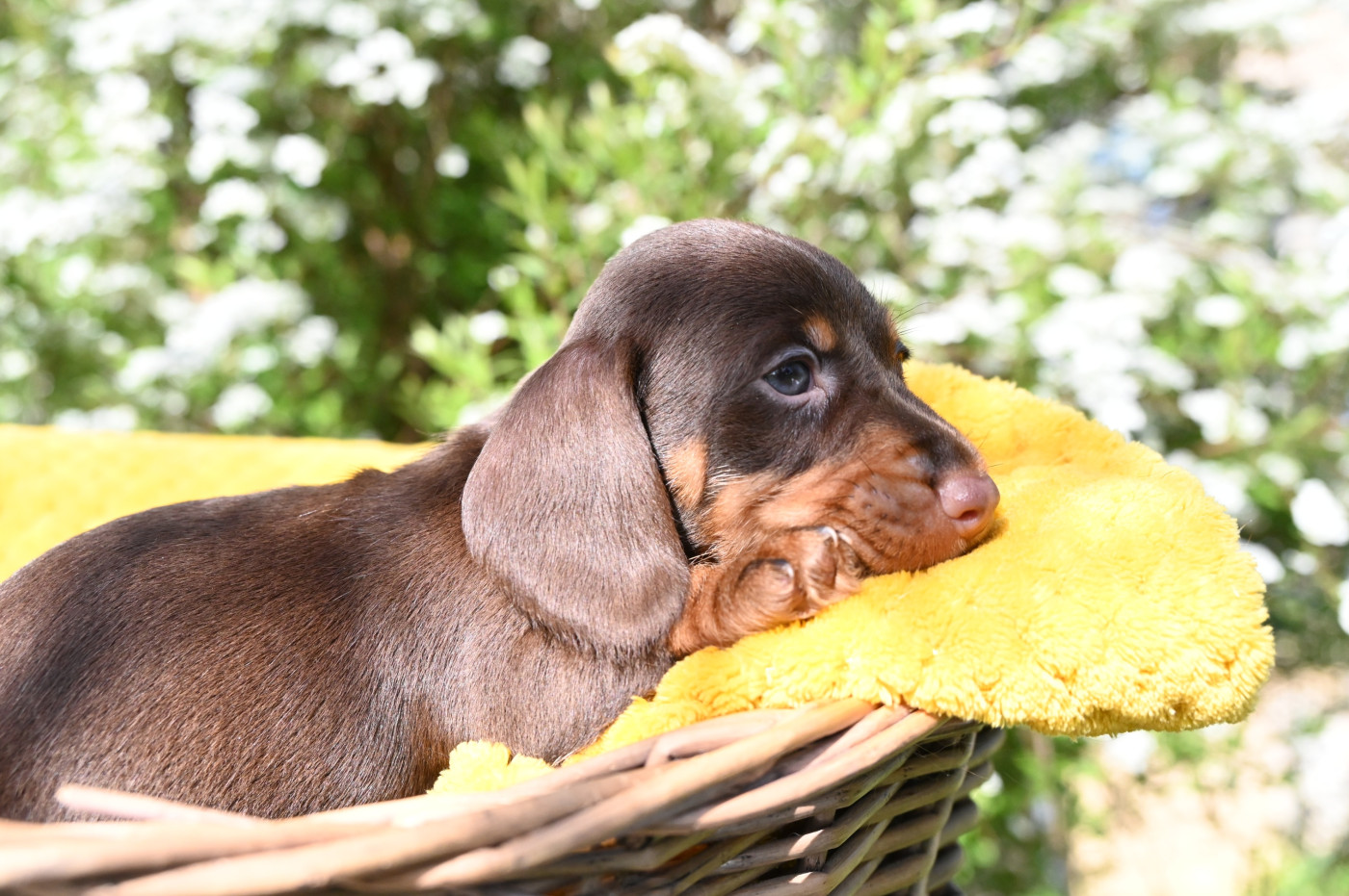 Roy d'Albion - Chiots disponibles - Teckel poil dur